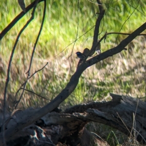 Malurus cyaneus at Splitters Creek, NSW - 24 Sep 2023