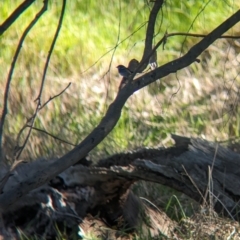 Malurus cyaneus at Splitters Creek, NSW - 24 Sep 2023 03:20 PM