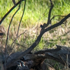 Malurus cyaneus at Splitters Creek, NSW - 24 Sep 2023 03:20 PM