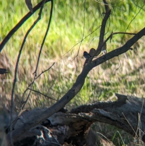 Malurus cyaneus at Splitters Creek, NSW - 24 Sep 2023 03:20 PM