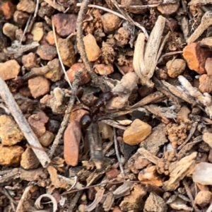 Papyrius sp. (genus) at Ainslie, ACT - suppressed