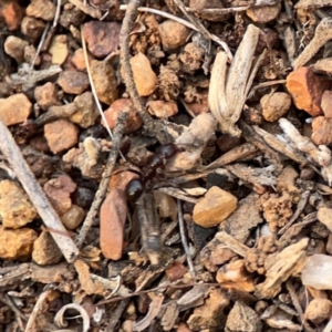 Papyrius sp. (genus) (A Coconut Ant) at Ainslie, ACT by Hejor1