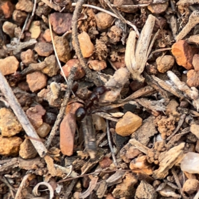 Papyrius sp. (genus) (A Coconut Ant) at Mount Ainslie - 26 Sep 2023 by Hejor1