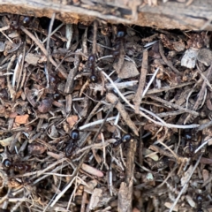 Papyrius sp. (genus) at Ainslie, ACT - 26 Sep 2023