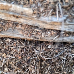 Papyrius sp. (genus) at Ainslie, ACT - suppressed