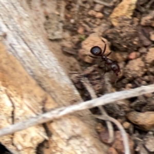 Papyrius sp. (genus) at Ainslie, ACT - 26 Sep 2023