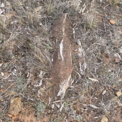 Papyrius sp. (genus) at Ainslie, ACT - suppressed