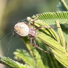 Salsa fuliginata (Sooty Orb-weaver) at Ainslie, ACT - 26 Sep 2023 by Hejor1