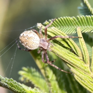 Salsa fuliginata at Ainslie, ACT - 26 Sep 2023