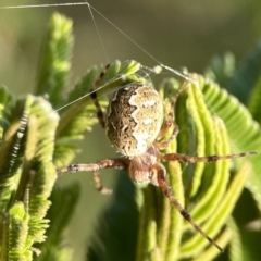 Salsa fuliginata at Ainslie, ACT - 26 Sep 2023 05:14 PM