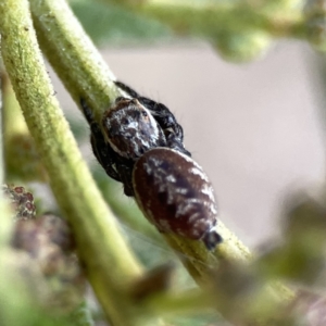 Opisthoncus serratofasciatus at Ainslie, ACT - 26 Sep 2023