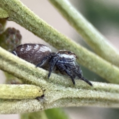 Opisthoncus serratofasciatus at Ainslie, ACT - 26 Sep 2023 05:18 PM