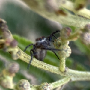 Opisthoncus serratofasciatus at Ainslie, ACT - 26 Sep 2023 05:18 PM