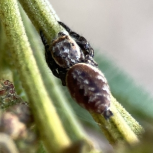 Opisthoncus serratofasciatus at Ainslie, ACT - 26 Sep 2023