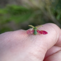 Calomela juncta at Ainslie, ACT - 26 Sep 2023 05:17 PM