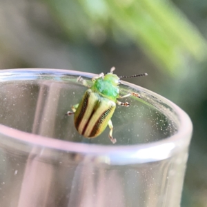 Calomela juncta at Ainslie, ACT - 26 Sep 2023 05:17 PM