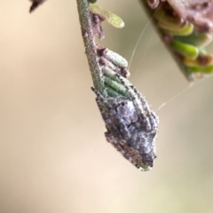 Socca pustulosa (Knobbled Orbweaver) at Mount Ainslie - 26 Sep 2023 by Hejor1