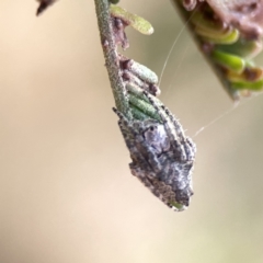 Socca pustulosa (Knobbled Orbweaver) at Ainslie, ACT - 26 Sep 2023 by Hejor1