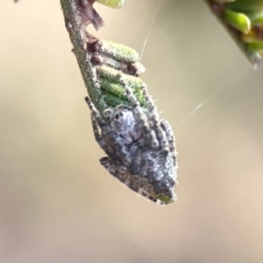 Socca pustulosa at Ainslie, ACT - 26 Sep 2023 05:19 PM