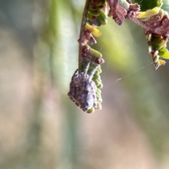 Socca pustulosa at Ainslie, ACT - 26 Sep 2023