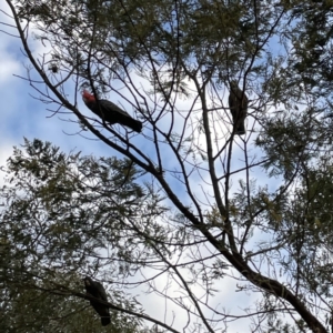 Callocephalon fimbriatum at Ainslie, ACT - suppressed