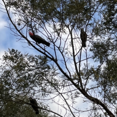 Callocephalon fimbriatum (Gang-gang Cockatoo) at Mount Ainslie - 26 Sep 2023 by Hejor1