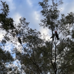 Callocephalon fimbriatum at Ainslie, ACT - 26 Sep 2023