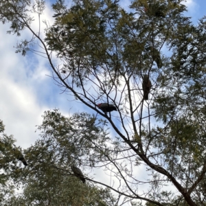 Callocephalon fimbriatum at Ainslie, ACT - 26 Sep 2023