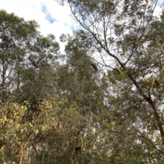 Callocephalon fimbriatum at Ainslie, ACT - suppressed