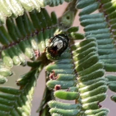 Chrysolina quadrigemina at Ainslie, ACT - 26 Sep 2023 by Hejor1