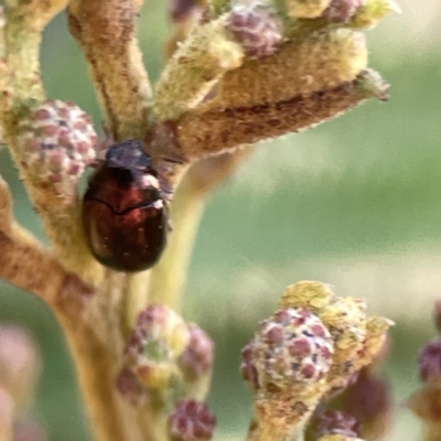 Ditropidus sp. (genus) (Leaf beetle) at Ainslie, ACT - 26 Sep 2023 by Hejor1