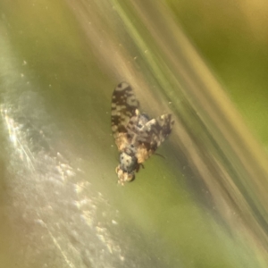 Austrotephritis poenia at Ainslie, ACT - 26 Sep 2023