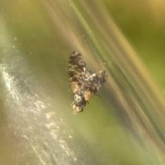 Austrotephritis poenia (Australian Fruit Fly) at Ainslie, ACT - 26 Sep 2023 by Hejor1
