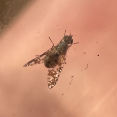 Austrotephritis poenia at Ainslie, ACT - 26 Sep 2023