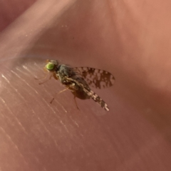 Austrotephritis poenia at Ainslie, ACT - 26 Sep 2023