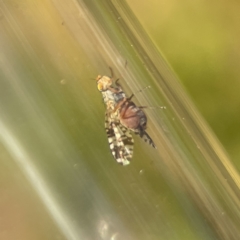 Austrotephritis poenia at Ainslie, ACT - 26 Sep 2023