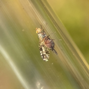 Austrotephritis poenia at Ainslie, ACT - 26 Sep 2023