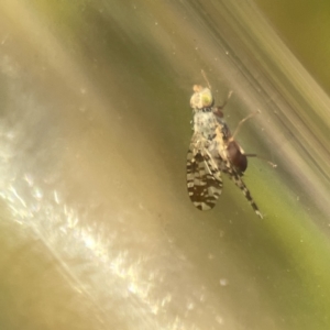 Austrotephritis poenia at Ainslie, ACT - 26 Sep 2023