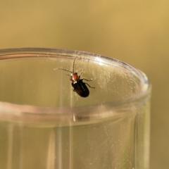 Adoxia sp. (genus) (Leaf beetle) at Mount Ainslie - 26 Sep 2023 by Hejor1