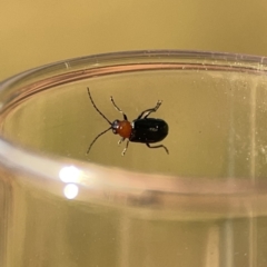 Adoxia sp. (genus) at Ainslie, ACT - 26 Sep 2023