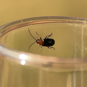 Adoxia sp. (genus) at Ainslie, ACT - 26 Sep 2023 05:11 PM