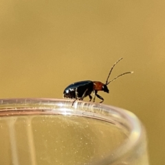 Adoxia sp. (genus) at Ainslie, ACT - 26 Sep 2023