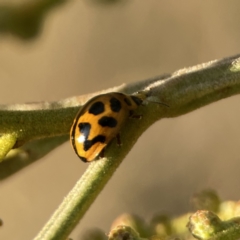 Peltoschema oceanica (Oceanica leaf beetle) at Mount Ainslie - 26 Sep 2023 by Hejor1