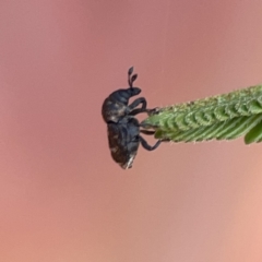 Neolaemosaccus sp. (genus) (A weevil) at Mount Ainslie - 26 Sep 2023 by Hejor1