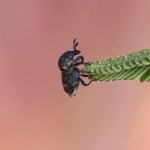 Neolaemosaccus sp. (genus) at Ainslie, ACT - 26 Sep 2023 05:21 PM