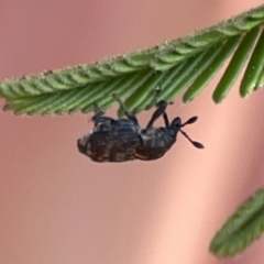 Neolaemosaccus sp. (genus) at Ainslie, ACT - 26 Sep 2023 05:21 PM