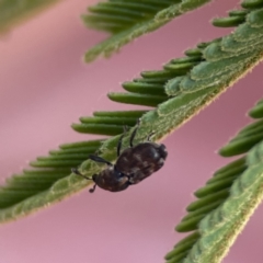 Neolaemosaccus sp. (genus) at Ainslie, ACT - 26 Sep 2023