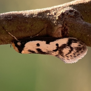 Philobota lysizona (A concealer moth) at Ainslie, ACT by Hejor1