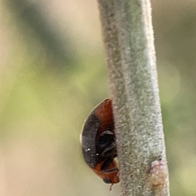 Cryptolaemus montrouzieri (Mealybug ladybird) at Mount Ainslie - 26 Sep 2023 by Hejor1