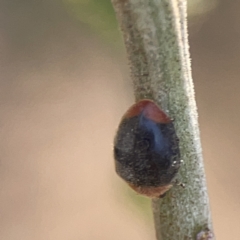 Cryptolaemus montrouzieri at Ainslie, ACT - 26 Sep 2023 05:27 PM